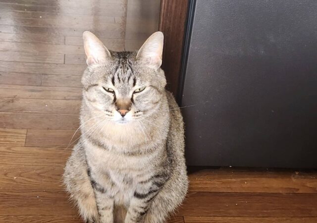 「注文住宅」と「猫」との相性～第2段～