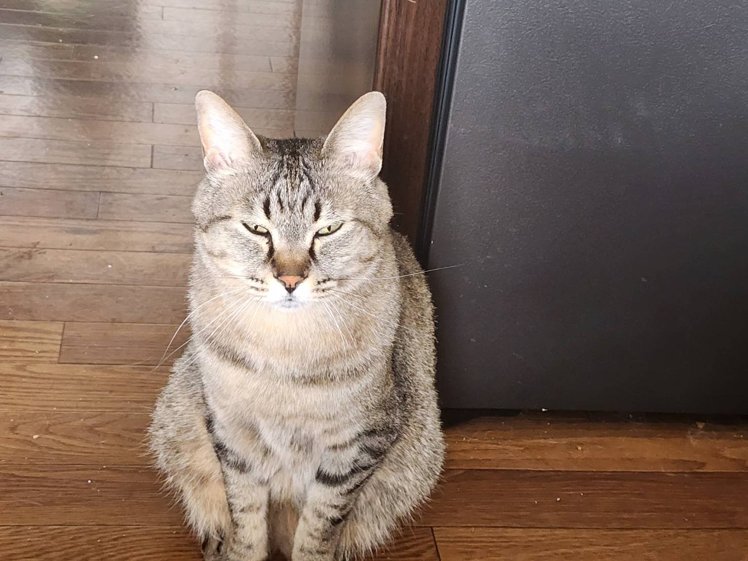 「注文住宅」と「猫」との相性～第2段～
